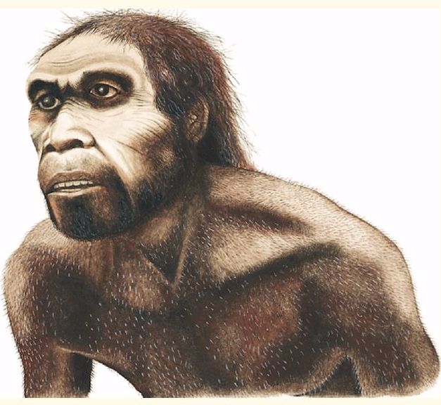 Homo heidelbergensis. Хомо- Гейдельбергского человек это.