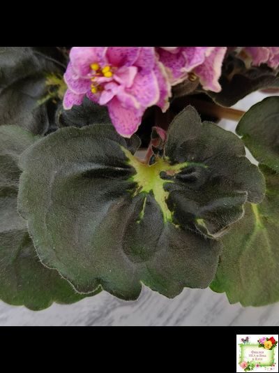 АВ-Шиповник (Фиалковод) 2021 г. (гёрл-листва)