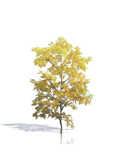 Billboards Дерево осеннее_18