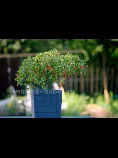 Острый ампельный перчик, 10 шт