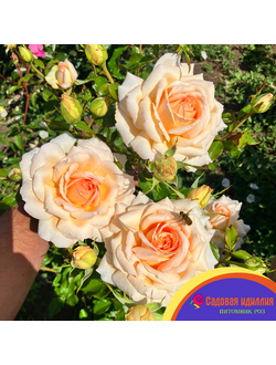 Чандос Бьюти (Chandos Beauty)