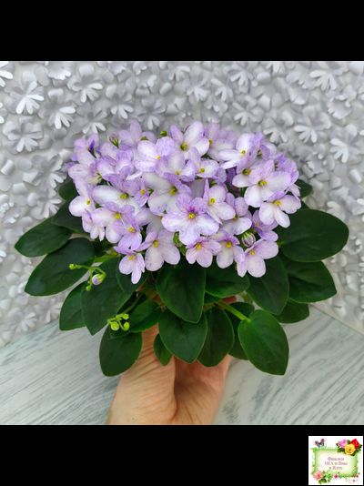 Белый Клоун (Е. и Я. Немчиновы) 2025 г. трейлер