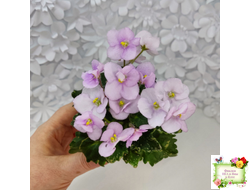 Morgan's Ivy League (C.Eros) (детка)