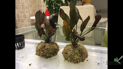 Кочка питательная Ваби-Куса