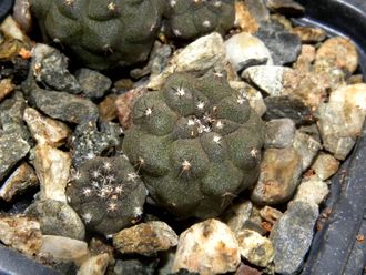 Copiapoa hypogaea KP 815 C (D=15-20mm) с деткой