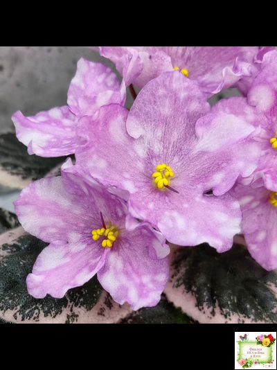 Rivermist Beguiling (J. Baker) (стартер)