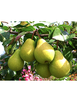 Груша  Чижовская (летн.)