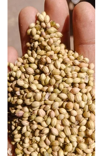 Кориандр (Coriandrum sativum) Индия, семена (5 мл) - 100% натуральное эфирное масло