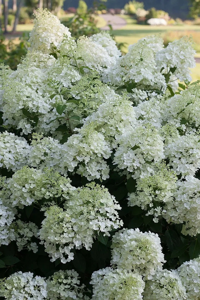 Гортензия метельчатая Bobo