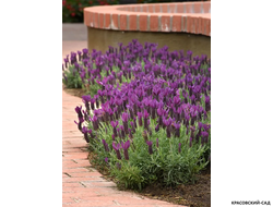 Лаванда Виктори - Victory