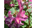Corydalis solida "Agnese"