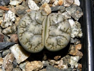 Lithops werneri C188 - 10 семян