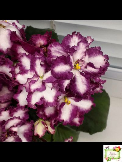 ВаТ-Волшебная Сказка (Т.Валькова) 2019 г.