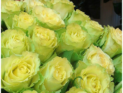 Лимонад (Lemonade), срезочная.