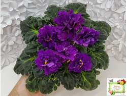 ЛФ-Лилия (Л. Федосеева) 2019 г.