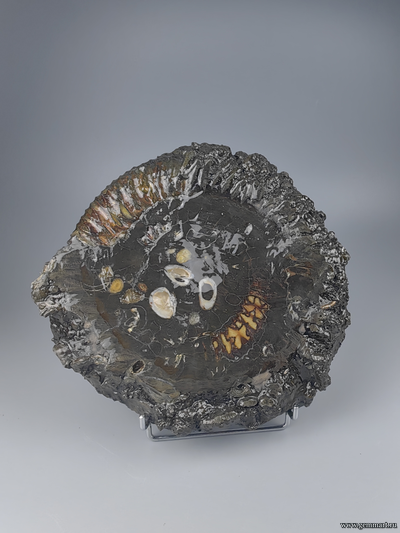 Аммонит, пирит, полированный срез с подставкой. Россия. 275*255*43мм