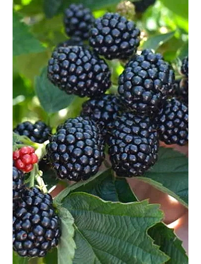 Ежевика  Полар