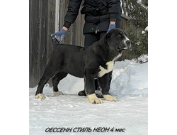 Кобель 3. НЕОН. Продается