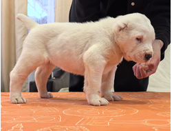 Сука 8. РУВЕНЗА. Продается