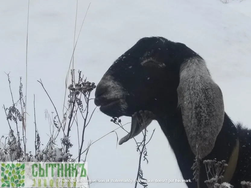 Вязка нубийских коз