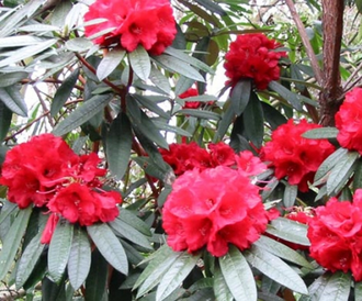 Рододендрон древесный (Rhododendron anthopogon), цветки, 10 г - 100% натуральное эфирное масло