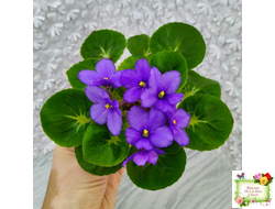 LV-Олег+Алиса (Л. Шевелева) 2025 г. (гёрл-лист с кроновой пестролистностью)