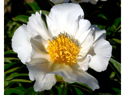 Пион Jan van Leeuwen (Ян Ван Левен)