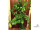 Ficus Triangularis Natali Trinova / фикус треугольный тринова