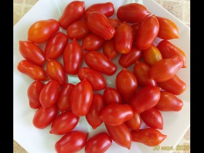 Томат Даттерини красный (Datterini red)