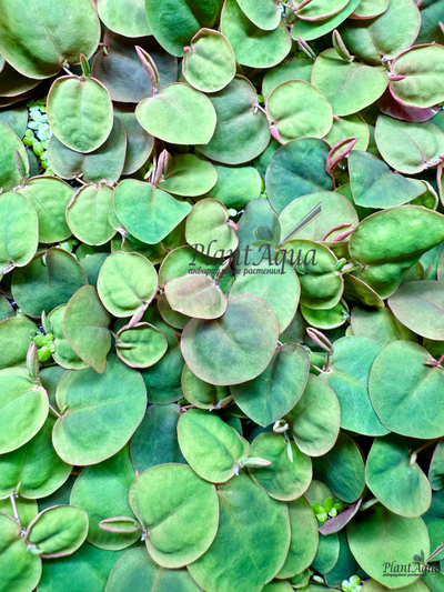 Филлантус плавающий (phyllanthus fluitans) XL порция