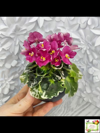 ЛЕ-Фруктовая Мармеладка (Е.Лебецкая) 2017 г. (пестролистный гёрл)