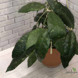 Hoya finlaysonii splash leaf