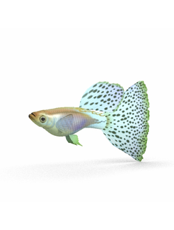 рыбы Гуппи голубая