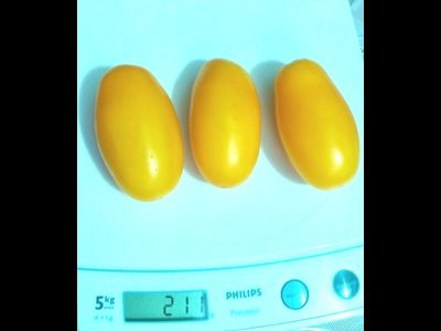 Томат Французская ледяная сосулька