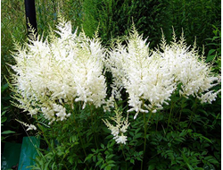 Астильба Арендса Diamant, C2