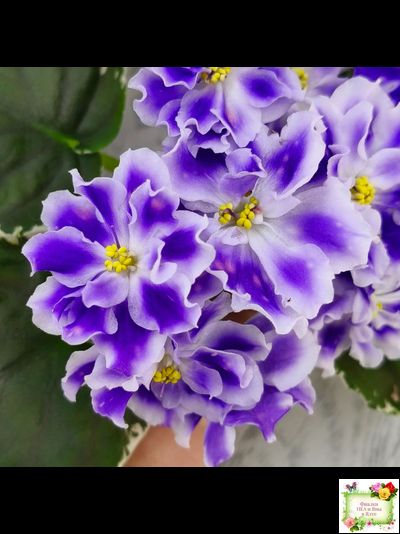 ВаТ-Монарх (Т. Валькова) 2016 г.