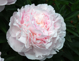 Paeonia Nancy Nora