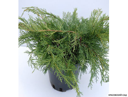 Можжевельник Метхот - Mathot