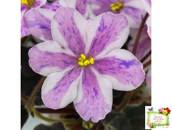 Ness` Spring Blush (D. Ness) химера (стартер сорт)