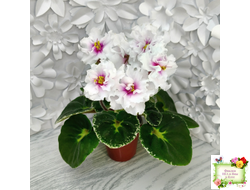 Р-В Стране Чудес (В.Зуб) 2023 г.