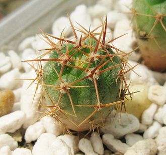 Gymnocalycium neuhuberi