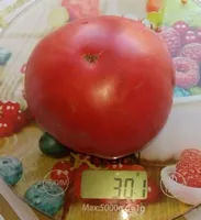 Китайский розовый