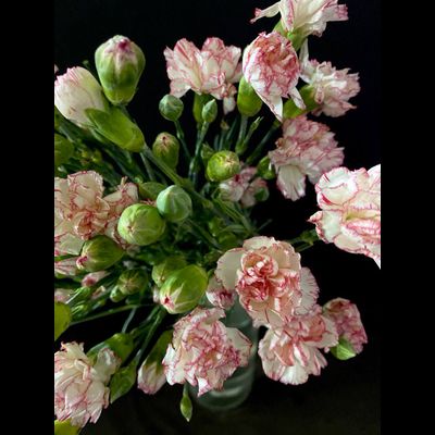 Гвоздика кустовая 15 шт