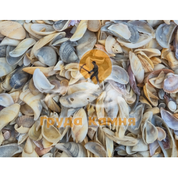 Каспийская морская ракушка