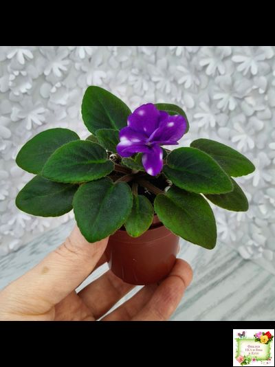 Hunter's Primal Scream (K.Muzalewski) (лист посажен 30.01.26)