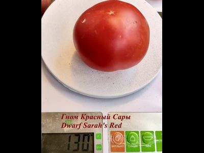 Томат Гном Красный Сары (Dwarf Sarah's red tomato)