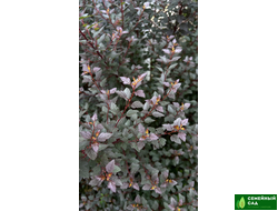 Пузыреплодник калинолистный  (Little Devil) "Литтл Девил"