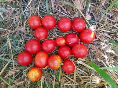 Томат Splash of kream (Irish cream) Ирландия