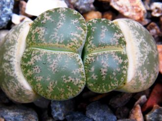 Lithops lesliei (Pietersburg form) C033 - 10 семян