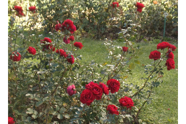 Летние звёзды (кордезия). Селекция НБС